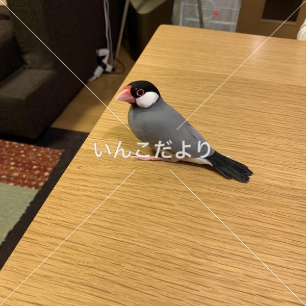 迷い鳥の写真