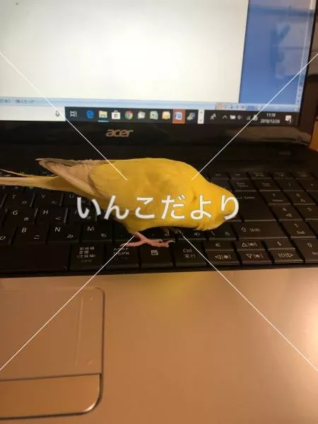 迷い鳥の写真