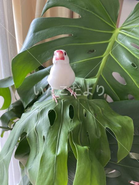 迷い鳥の写真