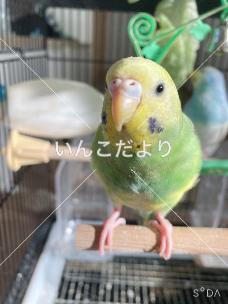 迷い鳥の写真