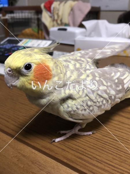 迷い鳥の写真