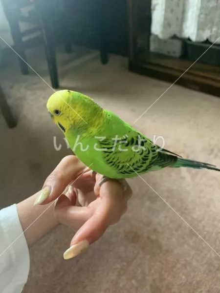 保護鳥の写真