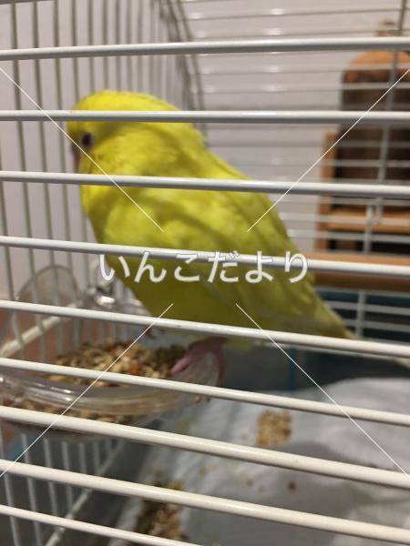 保護鳥の写真