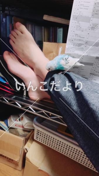 迷い鳥の写真