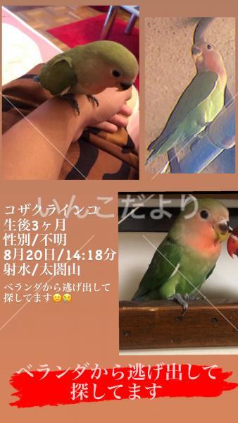 迷い鳥の写真