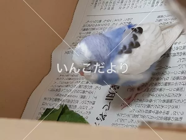 保護鳥の写真