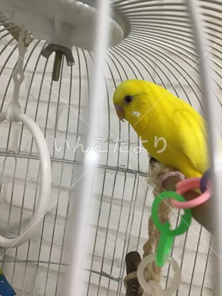 迷い鳥の写真