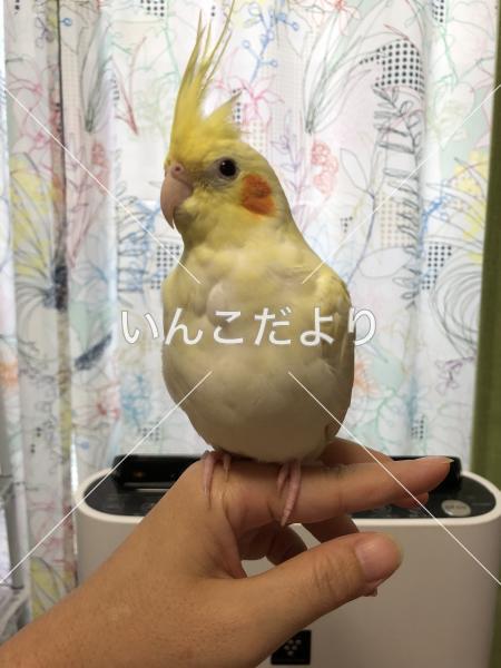 迷い鳥の写真