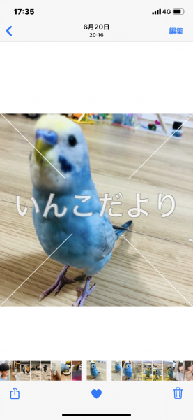 迷い鳥の写真