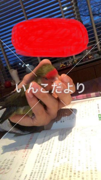 迷い鳥の写真