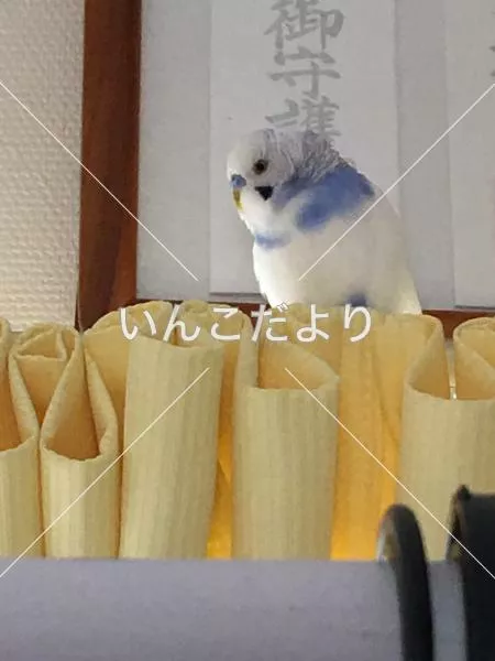 保護鳥の写真