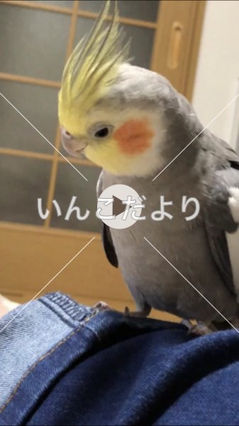迷い鳥の写真