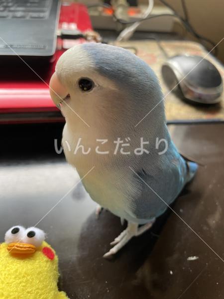 迷い鳥の写真