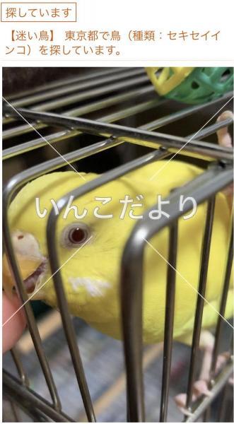 迷い鳥の写真