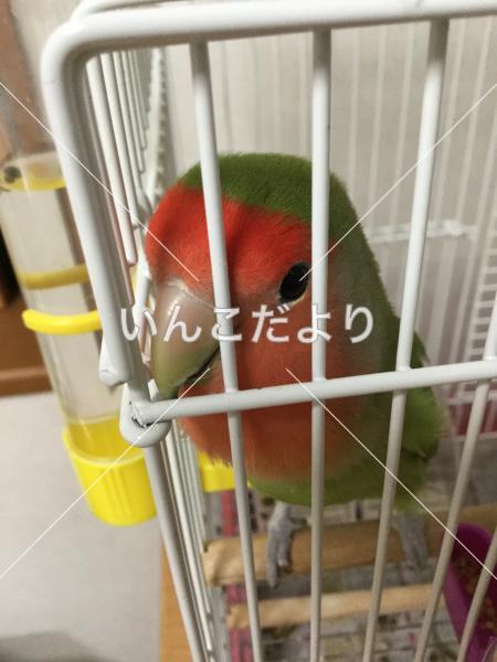 迷い鳥の写真