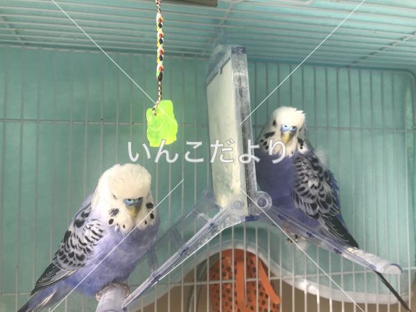 迷い鳥の写真