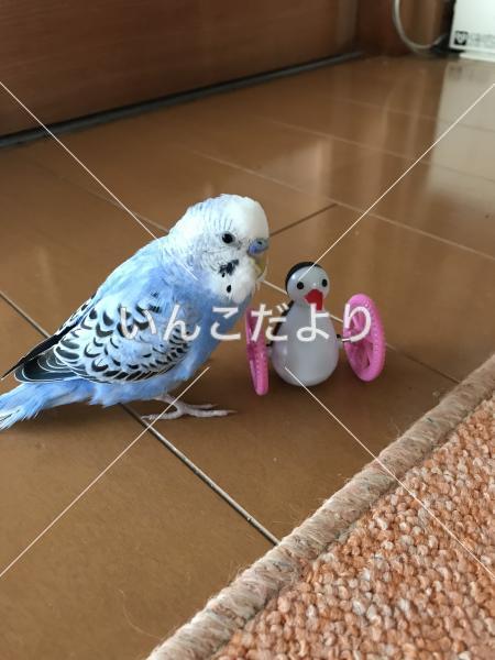 迷い鳥の写真
