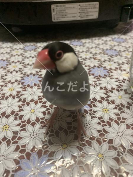 迷い鳥の写真