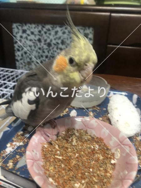 迷い鳥の写真