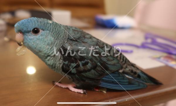 迷い鳥の写真