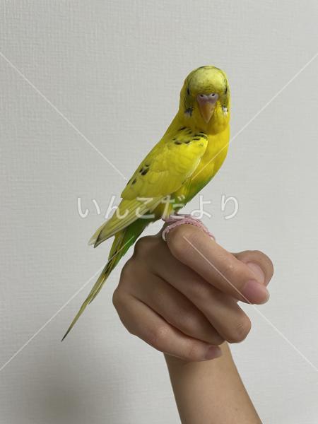 保護鳥の写真