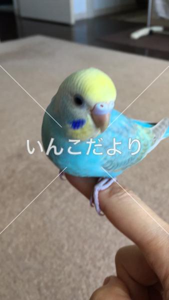 迷い鳥の写真