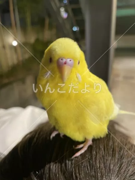 保護鳥の写真