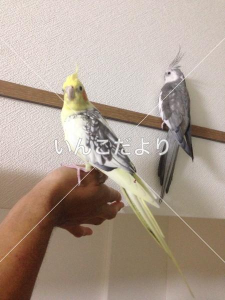 迷い鳥の写真