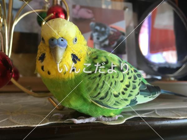 迷い鳥の写真