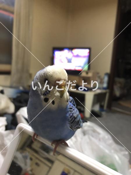 迷い鳥の写真
