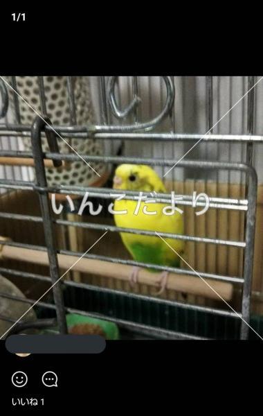 迷い鳥の写真