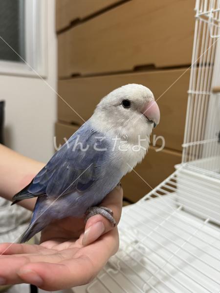 保護鳥の写真