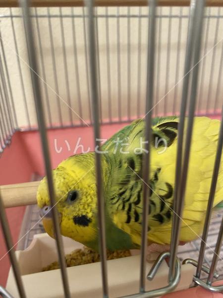 保護鳥の写真