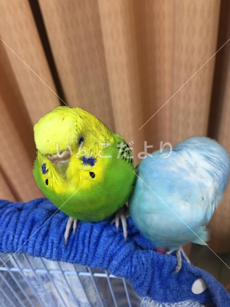 迷い鳥の写真