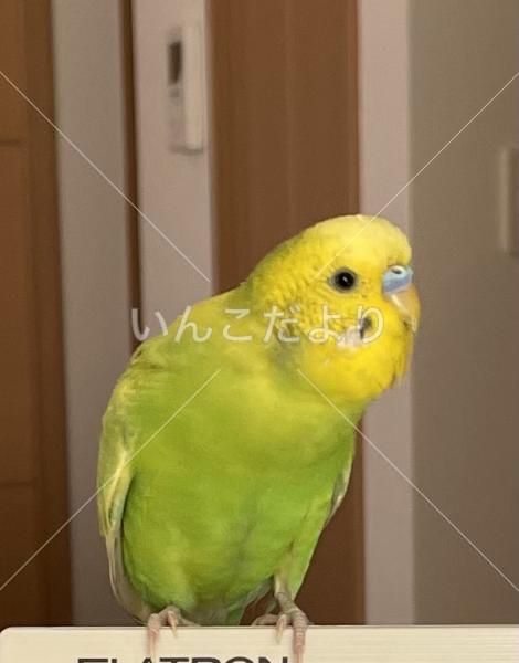 迷い鳥の写真