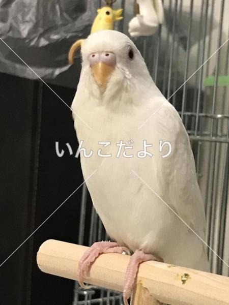 迷い鳥の写真