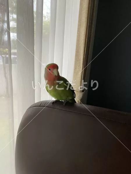 保護鳥の写真
