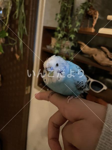 保護鳥の写真