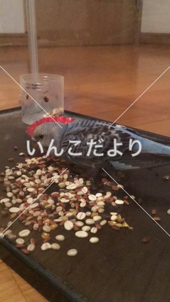 保護鳥の写真
