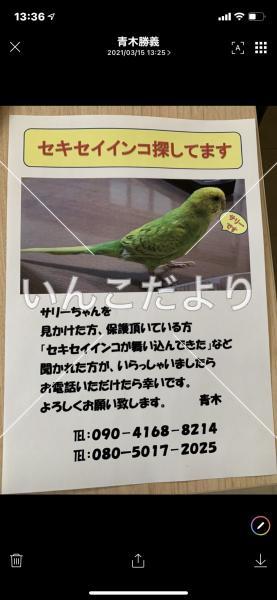 迷い鳥の写真