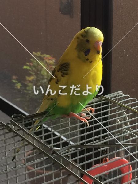 迷い鳥の写真