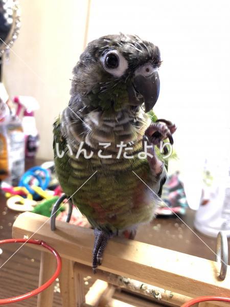 迷い鳥の写真