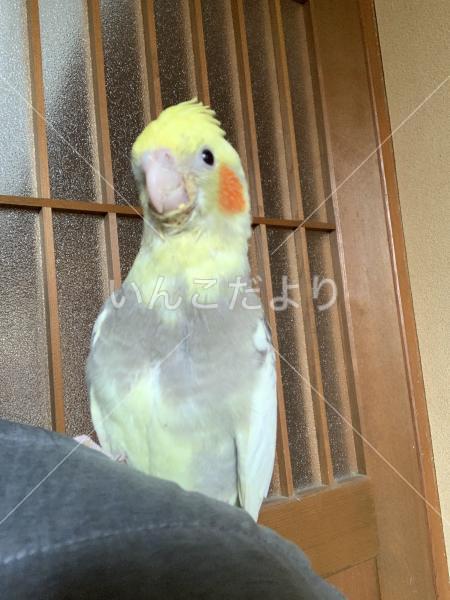 迷い鳥の写真