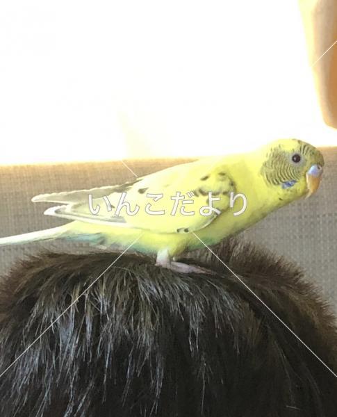 迷い鳥の写真