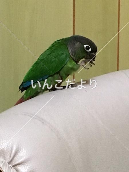 迷い鳥の写真