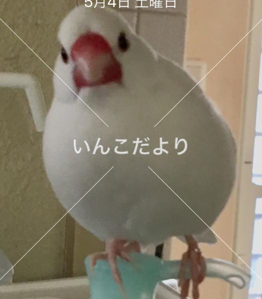迷い鳥の写真