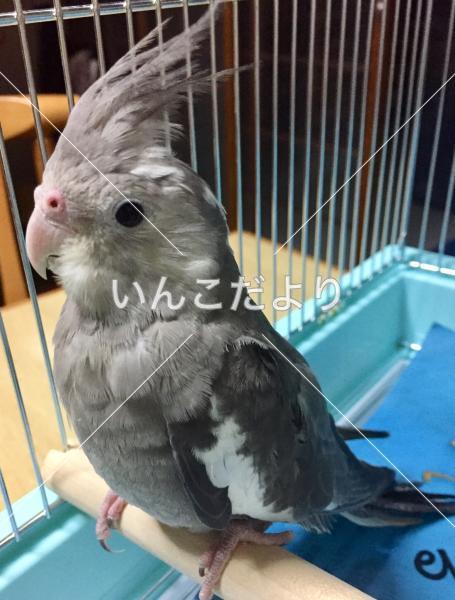 迷い鳥の写真