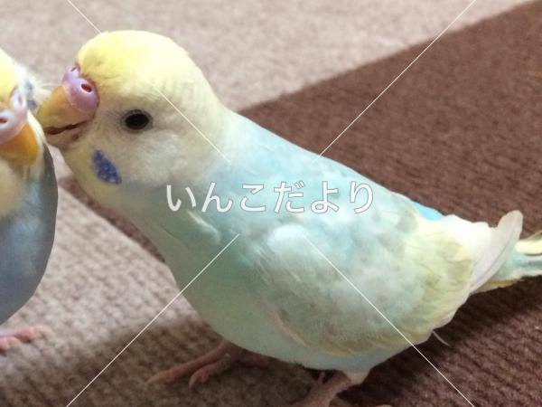 迷い鳥の写真
