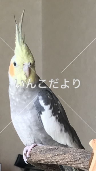 迷い鳥の写真
