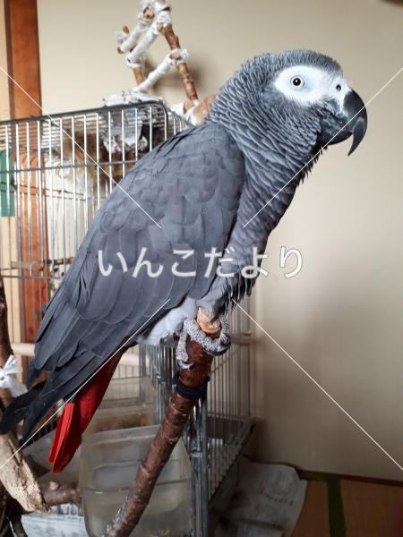 迷い鳥の写真
